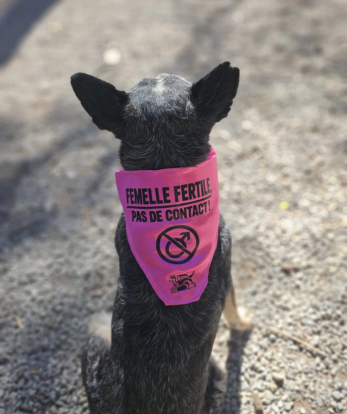 Bandana rose porté : Femelle fertile, pas de contact