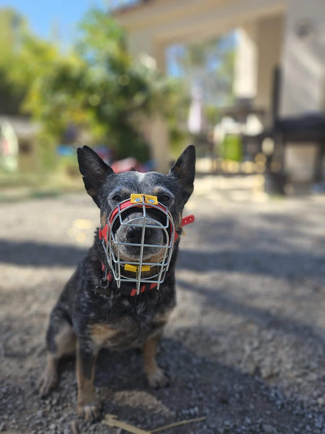 Muselière personnalisée portée par un chien