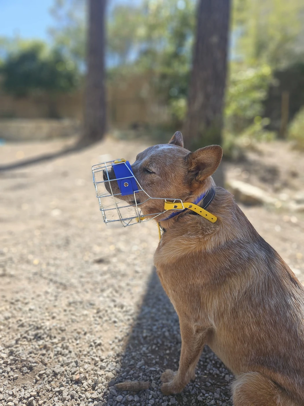 Muselière portée par un chien, vue de profil