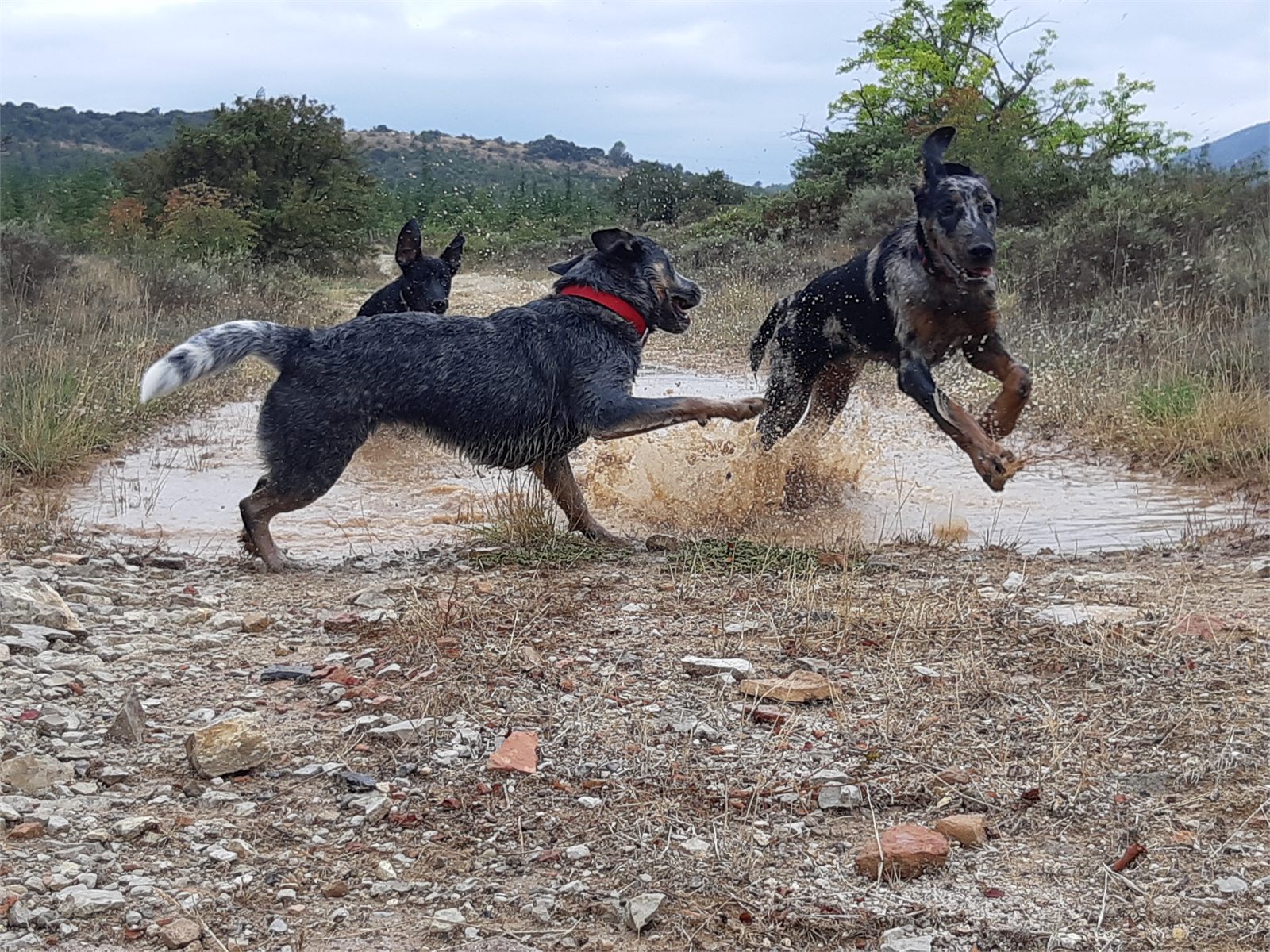 Sport canin encadré