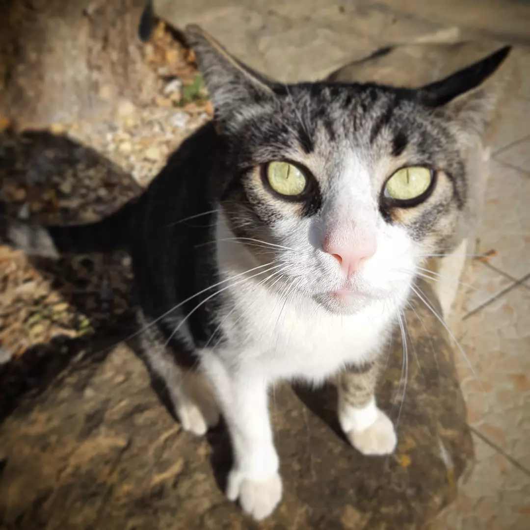 Petsitting à domicile