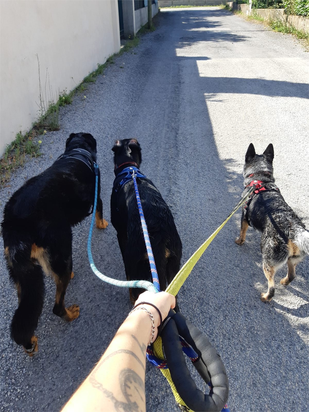 Balade canine en nature