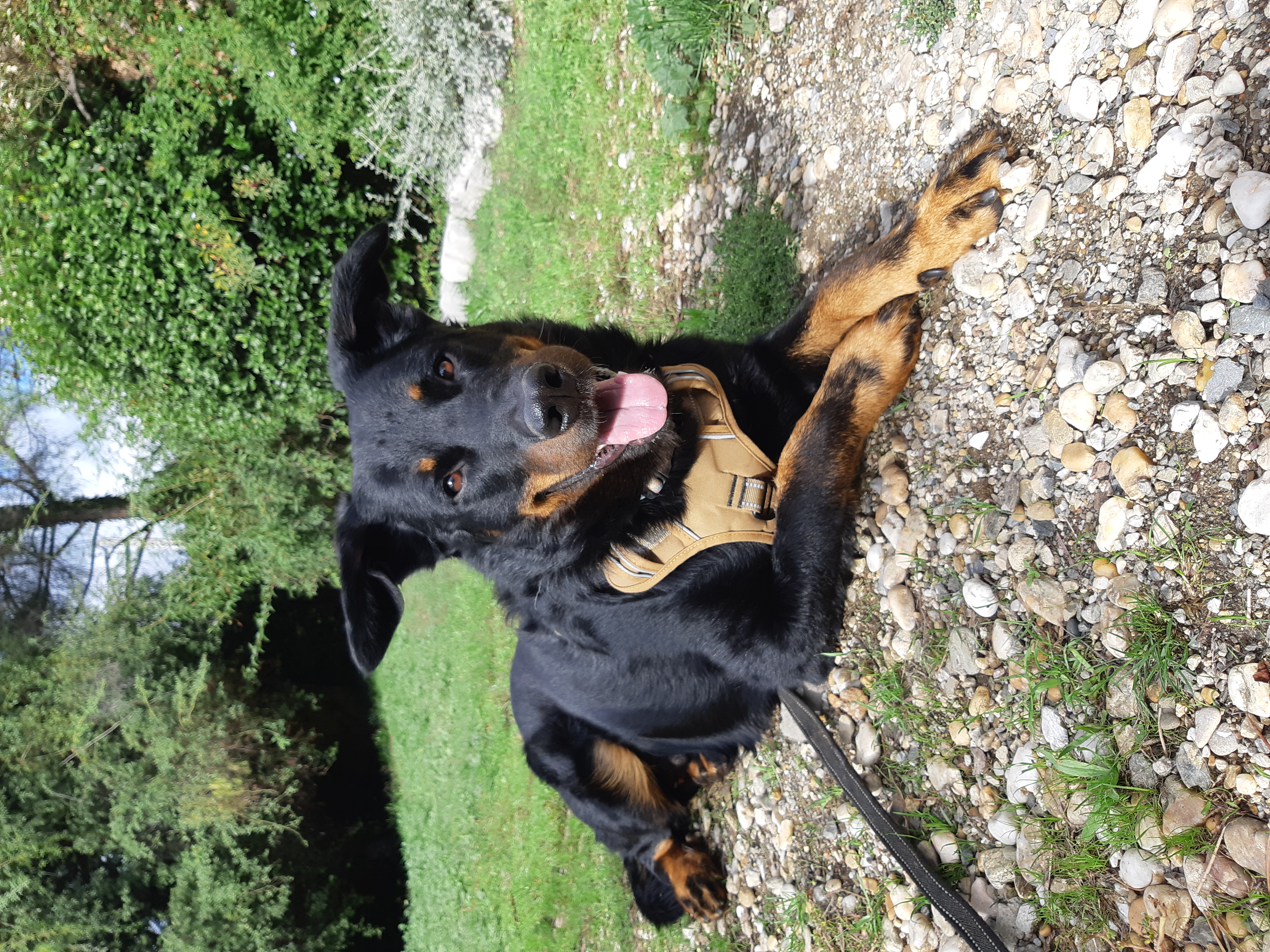 Séance d'éducation canine en extérieur